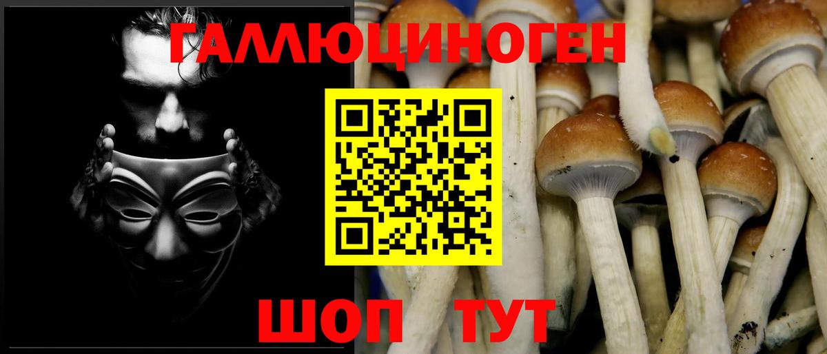 Псилоцибиновые грибы Cubensis Ачхой-Мартан